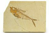 Fossil Fish (Diplomystus) - Wyoming #320144-1